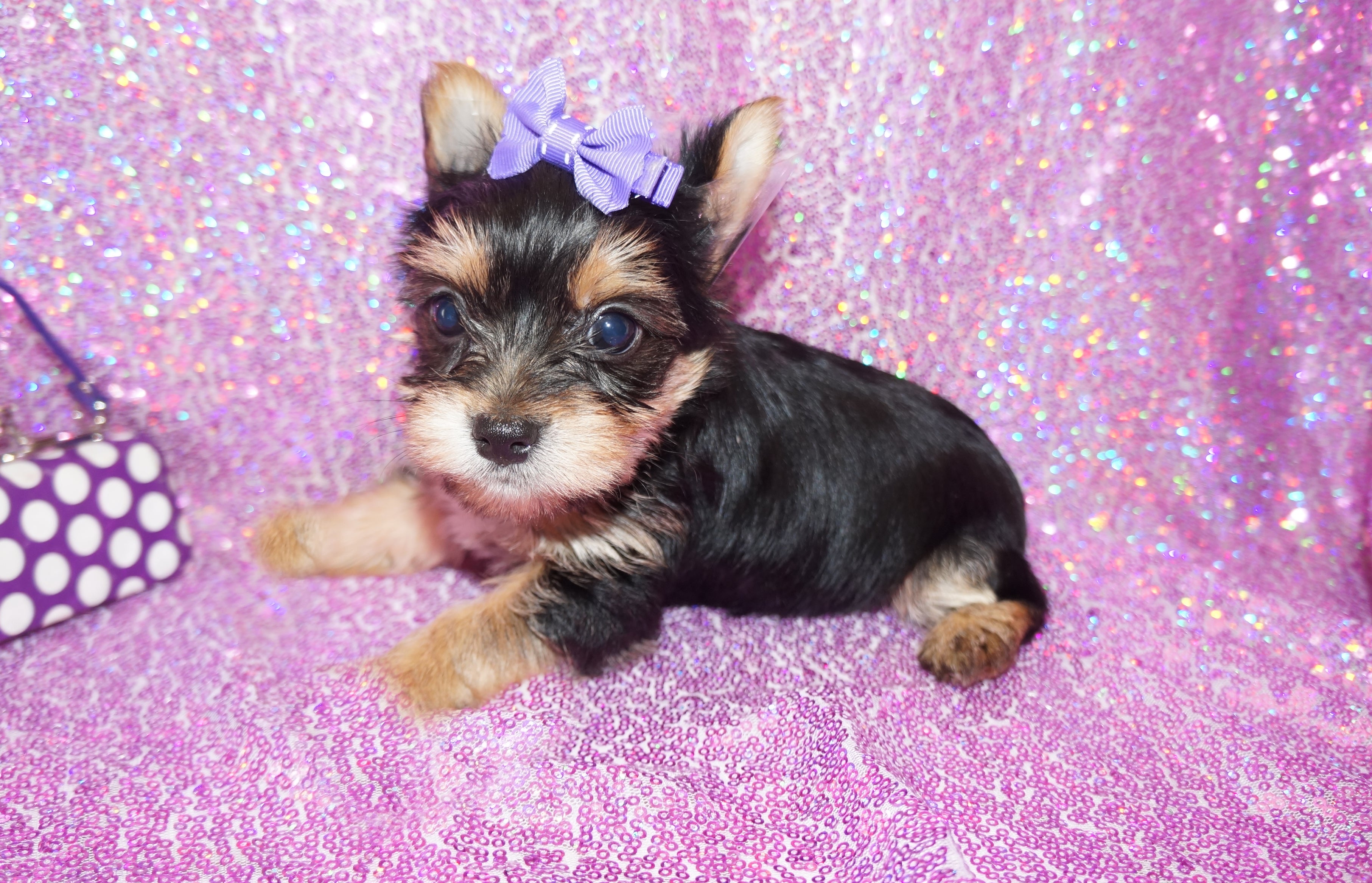 Rosie Yorkshire Terrier Yorkie  Female Black And Gold Born 3-10-23 Click Here For More Info