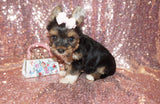 Yorkie Puppies
