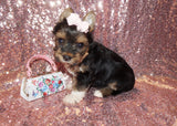 Yorkie Puppies