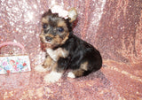 Yorkie Puppies