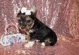 Yorkie Puppies