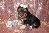 SOLD!! Xoti Yorkshire Terrier Yorkie Female Black And Gold Born 3-10-23 Click Here For More Info