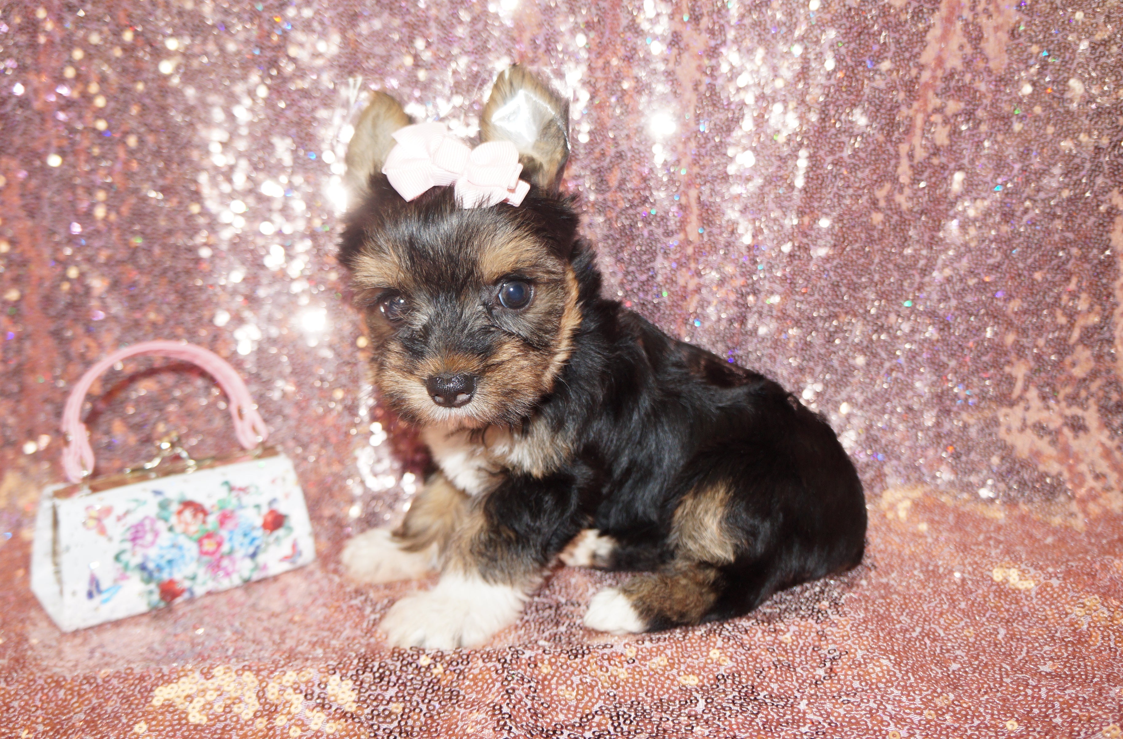 SOLD!! Xoti Yorkshire Terrier Yorkie Female Black And Gold Born 3-10-23 Click Here For More Info