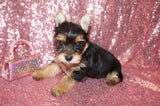 ON SALE THIS WEEK ONLY!! $1000 OFF!! Kitty Yorkshire Terrier Yorkie Female Black And Gold Born 3-10-23 Click Here For More Info