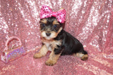 ON SALE THIS WEEK ONLY!! $1000 OFF!! Kitty Yorkshire Terrier Yorkie Female Black And Gold Born 3-10-23 Click Here For More Info