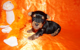 Binky TEACUP Yorkshire Terrier Yorkie  Male Black And Gold Born 8-31-2022 Click Here For More Info