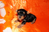 Binky TEACUP Yorkshire Terrier Yorkie  Male Black And Gold Born 8-31-2022 Click Here For More Info