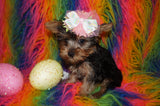 SOLD!! China Beautiful Yorkshire Terrier Yorkie Female Black And Gold Born 12-15-2022 Click Here For More Info