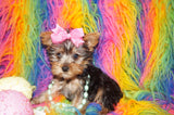 SOLD!! China Beautiful Yorkshire Terrier Yorkie Female Black And Gold Born 12-15-2022 Click Here For More Info