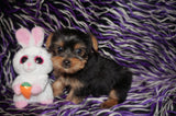 SOLD! Zuri Yorkshire Terrier Yorkie  Female Black And Gold Born 1-14-2022 Click Here For More Info