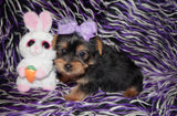 SOLD! Zuri Yorkshire Terrier Yorkie  Female Black And Gold Born 1-14-2022 Click Here For More Info
