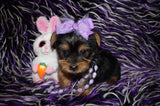 SOLD! Zuri Yorkshire Terrier Yorkie  Female Black And Gold Born 1-14-2022 Click Here For More Info