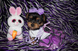 SOLD! Zuri Yorkshire Terrier Yorkie  Female Black And Gold Born 1-14-2022 Click Here For More Info