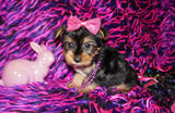 SOLD TO RBT SURPRISE!! Gema Beautiful Yorkshire Terrier Yorkie Female Black And Gold Born 1-14-2022 Click Here For More Info