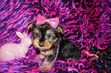 SOLD TO RBT SURPRISE!! Gema Beautiful Yorkshire Terrier Yorkie Female Black And Gold Born 1-14-2022 Click Here For More Info