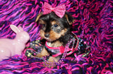 SOLD TO RBT SURPRISE!! Gema Beautiful Yorkshire Terrier Yorkie Female Black And Gold Born 1-14-2022 Click Here For More Info