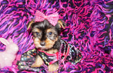 SOLD TO RBT SURPRISE!! Gema Beautiful Yorkshire Terrier Yorkie Female Black And Gold Born 1-14-2022 Click Here For More Info