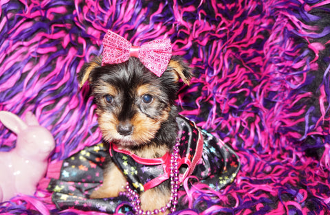 yorkie puppies