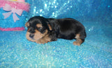 Booth TEACUP Yorkshire Terrier Male Yorkie Black and Gold Born 10-13-2022 Click Here For More Info