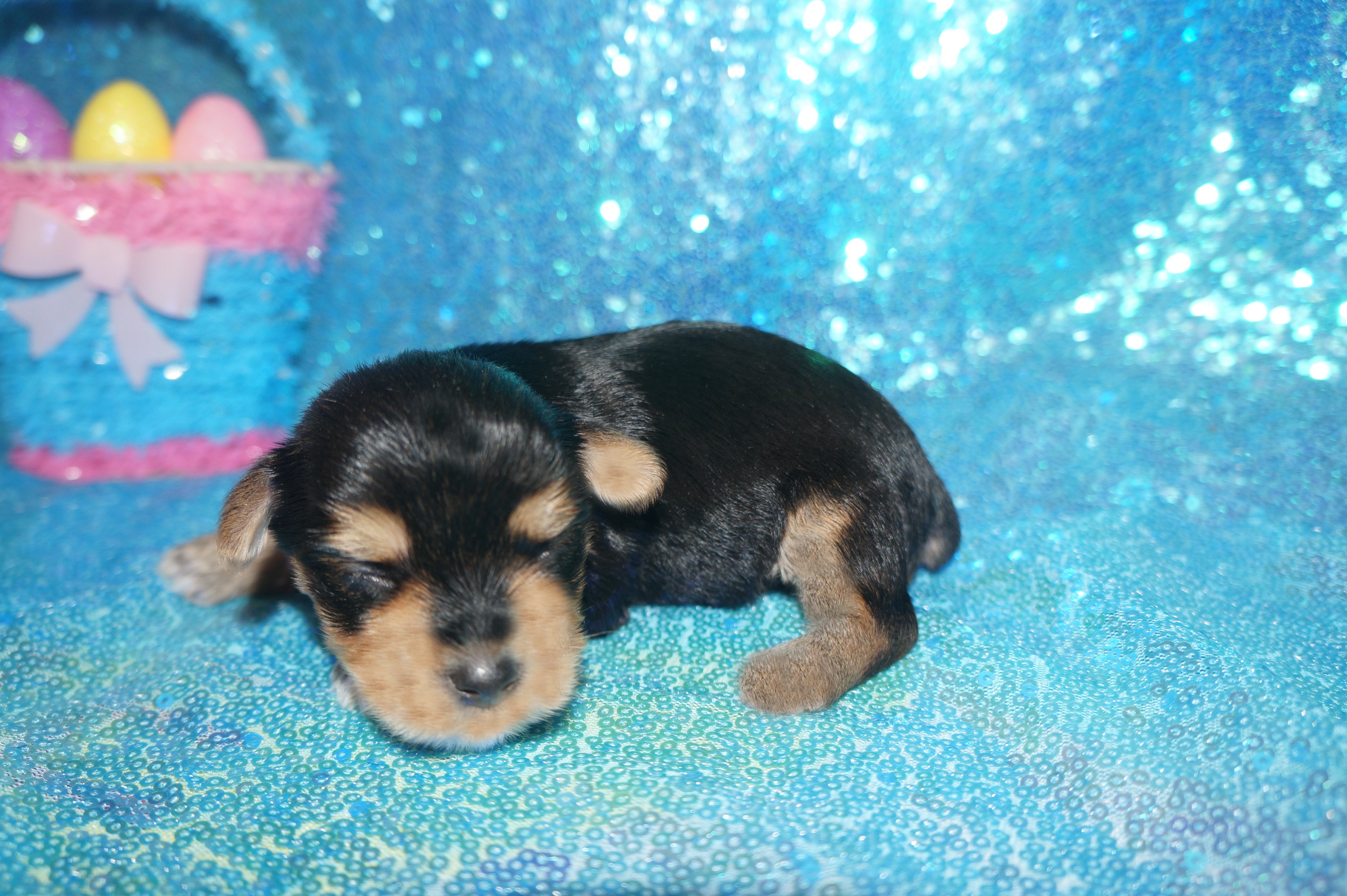 Booth TEACUP Yorkshire Terrier Male Yorkie Black and Gold Born 10-13-2022 Click Here For More Info