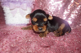 SOLD TO MARILYN!! Baby TEACUP Yorkshire Terrier Yorkie  Female Black And Gold Born 10-13-2022 Click Here For More Info
