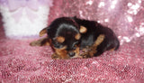 SOLD TO MARILYN!! Baby TEACUP Yorkshire Terrier Yorkie  Female Black And Gold Born 10-13-2022 Click Here For More Info