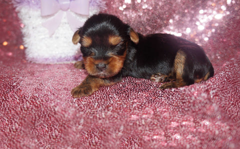 Yorkie Puppies