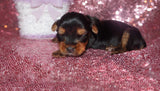 SOLD TO MARILYN!! Baby TEACUP Yorkshire Terrier Yorkie  Female Black And Gold Born 10-13-2022 Click Here For More Info
