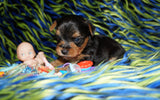 Binky Yorkshire Terrier Yorkie Black And Gold Male Born 12-23-2022 Click This Line for more