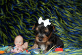 Binky Yorkshire Terrier Yorkie Black And Gold Male Born 12-23-2022 Click This Line for more