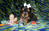 Binky Yorkshire Terrier Yorkie Black And Gold Male Born 12-23-2022 Click This Line for more