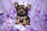 SOLD TO STEPHANIE!! CONGRATS GIRL!! Sissy ^TINY^ Yorkie Yorkshire Terrier Female Black And Gold Born 2-9-2022 Click Here For More Info.
