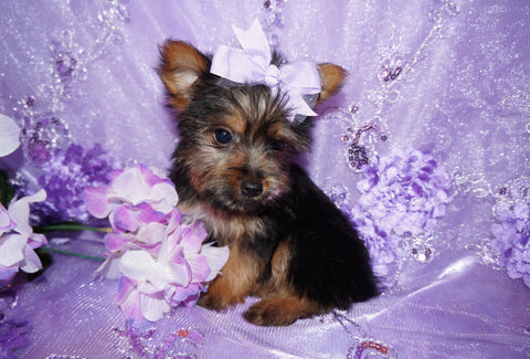 yorkie puppies