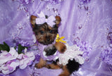 SOLD TO STEPHANIE!! CONGRATS GIRL!! Sissy ^TINY^ Yorkie Yorkshire Terrier Female Black And Gold Born 2-9-2022 Click Here For More Info.