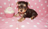 yorkie puppies