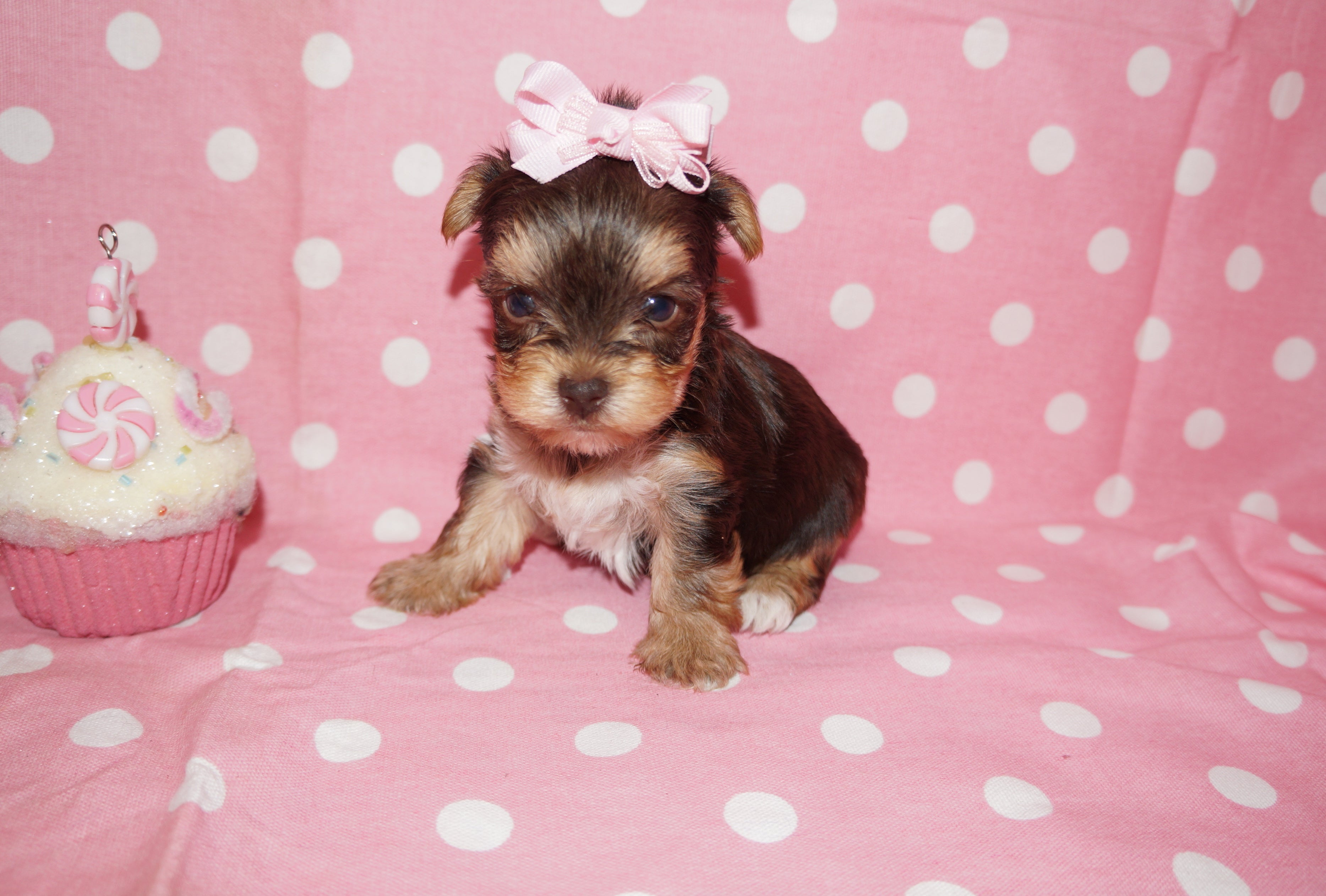 SOLD!! Lollipop AKC Registered  Yorkshire Terrier Female Yorkie Chocolate Born 3-23-2022 Click Here For More Info