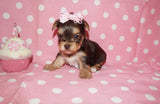 yorkie puppies