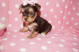 yorkie puppies