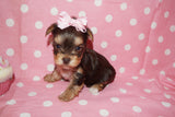 SOLD!! Lollipop AKC Registered  Yorkshire Terrier Female Yorkie Chocolate Born 3-23-2022 Click Here For More Info