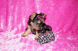 PENDING SALE! Asia Yorkshire Terrier Yorkie Black And Gold Female Born 7-12-2022 Click This Line for more