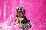 PENDING SALE! Asia Yorkshire Terrier Yorkie Black And Gold Female Born 7-12-2022 Click This Line for more