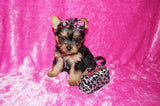 PENDING SALE! Asia Yorkshire Terrier Yorkie Black And Gold Female Born 7-12-2022 Click This Line for more