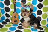 yorkie puppies