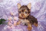 PENDING!! Paisley AKC Registered  Yorkshire Terrier Female Yorkie Chocolate Born 3-08-2022 Click Here For More Info