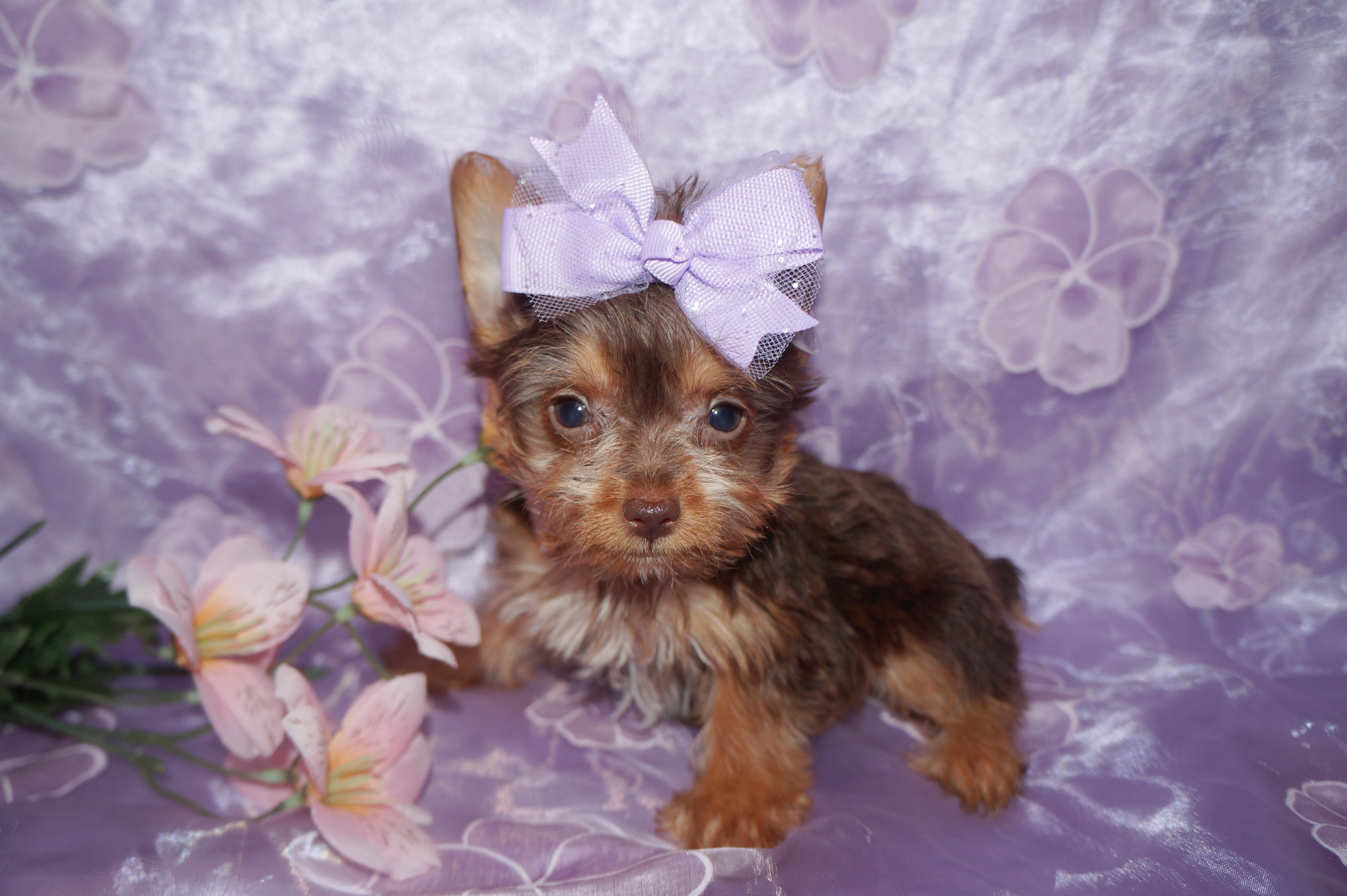 PENDING!! Paisley AKC Registered  Yorkshire Terrier Female Yorkie Chocolate Born 3-08-2022 Click Here For More Info