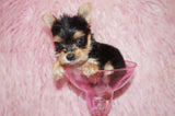 SOLD TO DEBRA!! Couture Beautiful TEACUP Yorkshire Terrier Yorkie Female Black And Gold Born 4-14-2022 Click Here For More Info