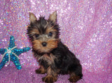 SWEETIE AKC REGISTERED  YORKSHIRE TERRIER YORKIE FEMALE BORN 11-09-2022 READY NOW!! Click Here For More Info