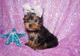SWEETIE AKC REGISTERED  YORKSHIRE TERRIER YORKIE FEMALE BORN 11-09-2022 READY NOW!! Click Here For More Info