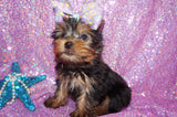 SWEETIE AKC REGISTERED  YORKSHIRE TERRIER YORKIE FEMALE BORN 11-09-2022 READY NOW!! Click Here For More Info