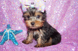SWEETIE AKC REGISTERED  YORKSHIRE TERRIER YORKIE FEMALE BORN 11-09-2022 READY NOW!! Click Here For More Info